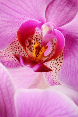 Üzümlü, orchidea phalaenopsis