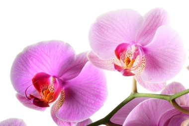 Üzümlü, orchidea phalaenopsis