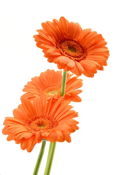 stock image Gerbera