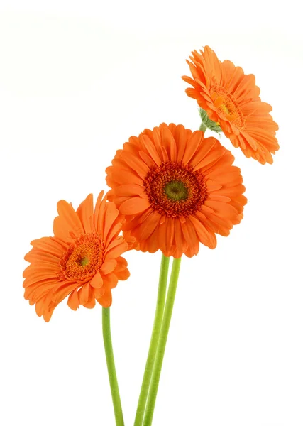 stock image Gerbera