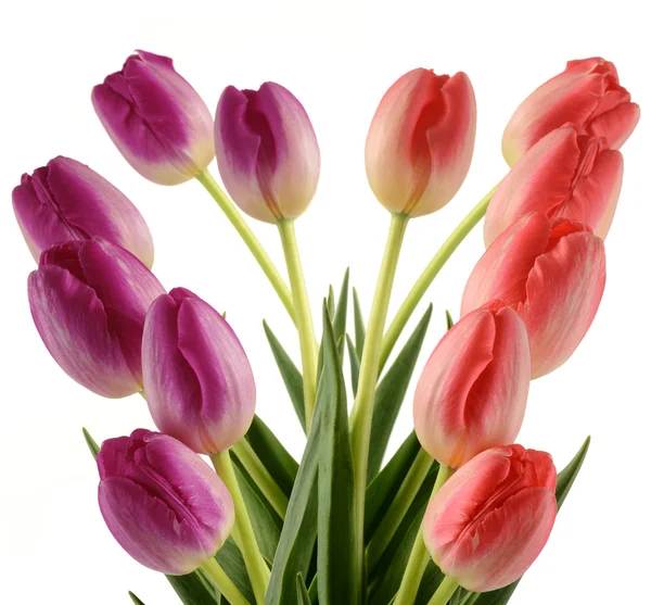 Tulips isolated on white backgrounds — Stock Photo, Image