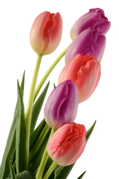 Tulips isolated on white backgrounds — Stock Photo, Image