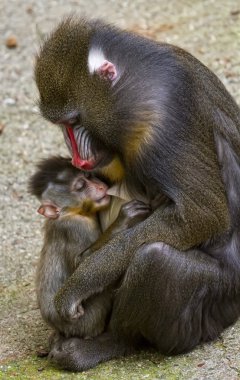 Onunla Mandrill'di erkek??Minik Yenidoğan