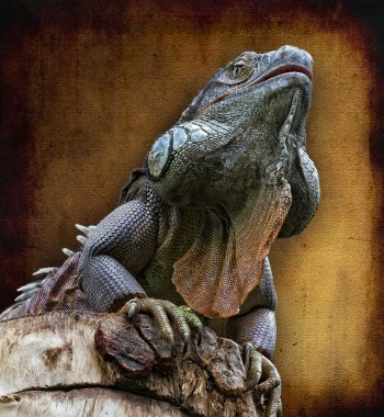 kertenkele, Iguana