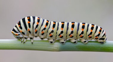 Papilio machaon