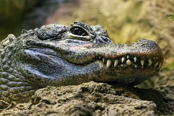 Dentes de crocodilo e detalhe do olho, Semi escondido — Fotografia de Stock