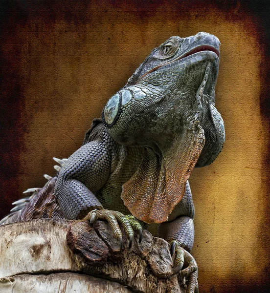 O lagarto, Iguana — Fotografia de Stock