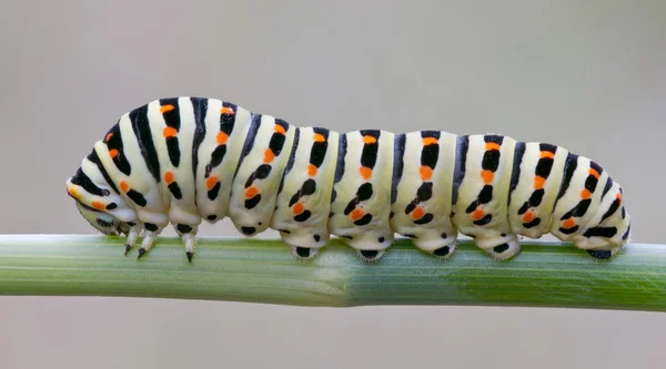 Stock image Papilio machaon