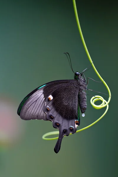 Papillon, Mariposa Mito — Photo