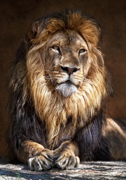 Das Löwenkönig2 Stockbild