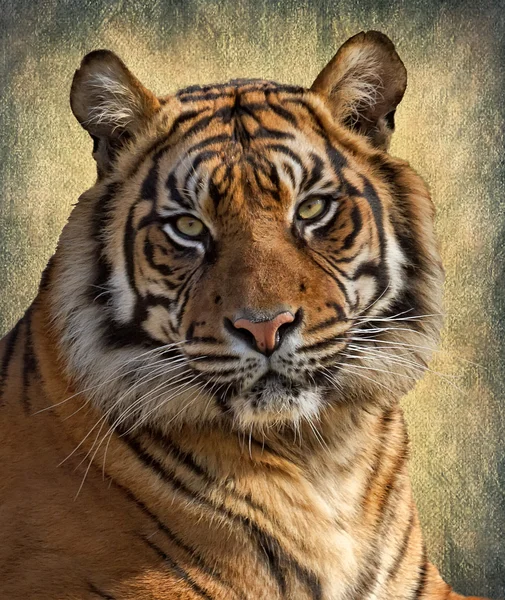 Tiger bengalisk — Stockfoto