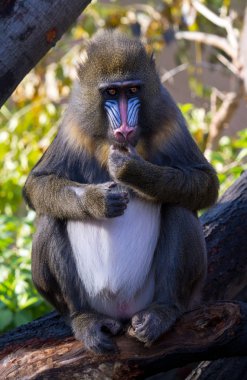 Mandrill'di