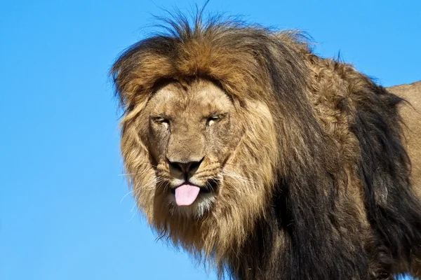 Leão, estendendo a língua, provocando . — Fotografia de Stock