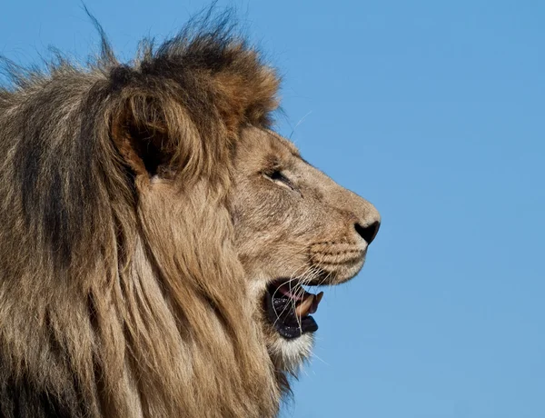 O rei leão — Fotografia de Stock
