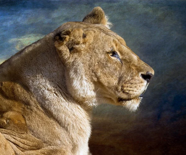 stock image Lioness