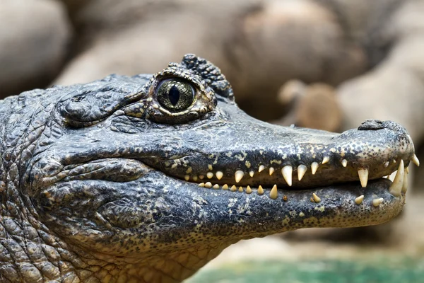 Krokodil tänder och detalj i ögat, halvt dolda — Stockfoto