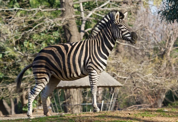 Zebra das planícies, as planícies, ou simplesmente comum — Fotografia de Stock
