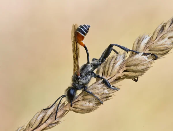 Avispa excavadora Prionyx kirbii — Stock Fotó