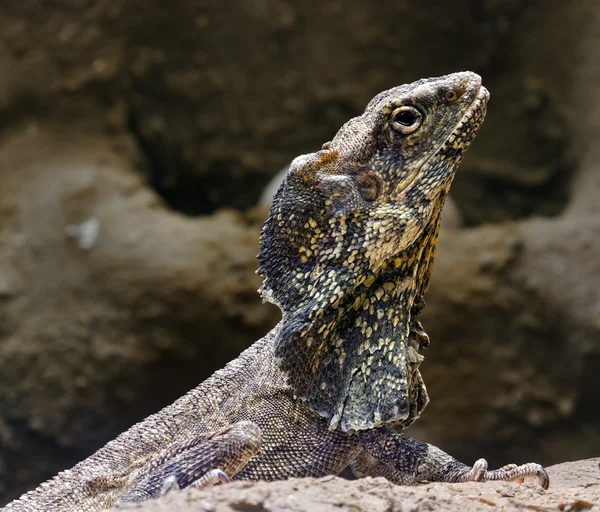 Lézard barbu — Photo