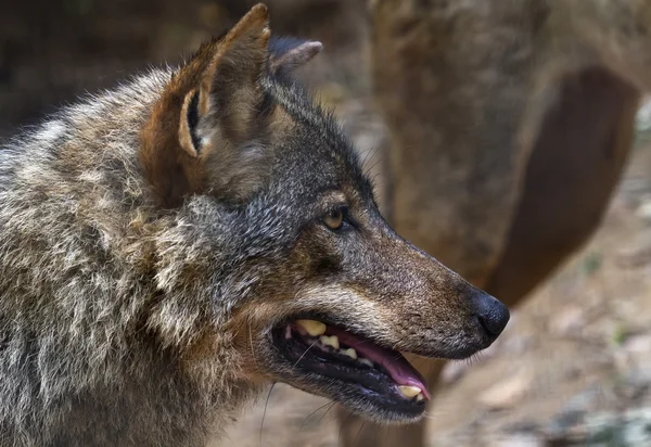 stock image Iberian wolf