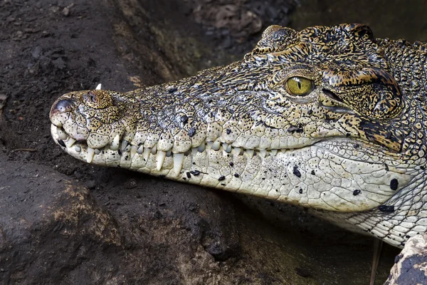 Dentes de crocodilo e detalhe do olho, Semi escondido — Fotografia de Stock