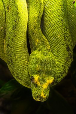 Green python, Morelia viridis clipart