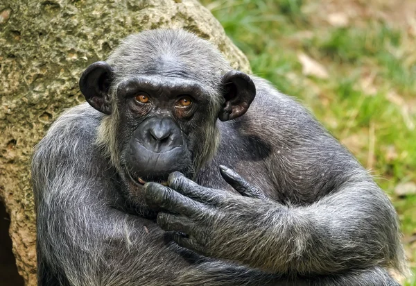 Panela, chimpanzé — Fotografia de Stock