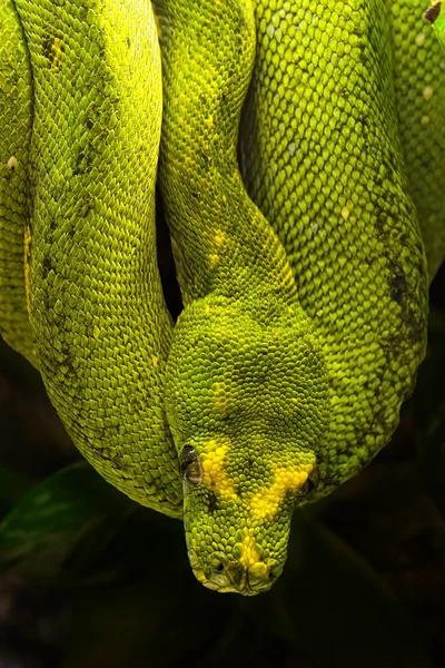 Yeşil python, morelia viridis — Stok fotoğraf