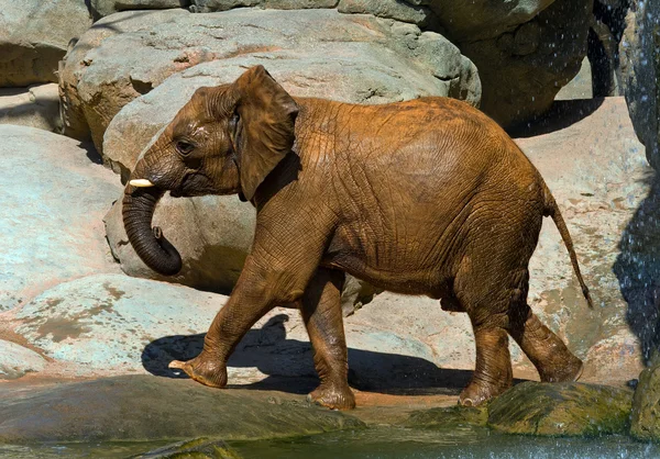 Słoń afrykański, niedawno kąpała. — Zdjęcie stockowe