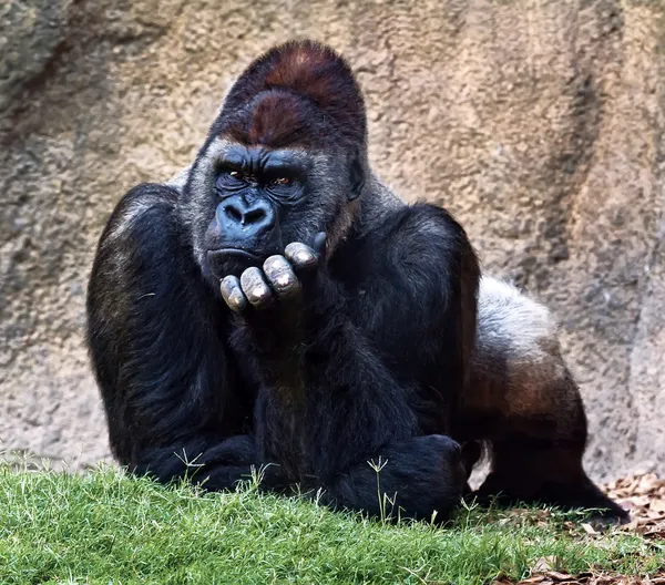 Gorilla silverback . — Foto Stock