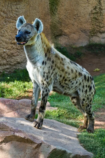 Hyena, — Stockfoto