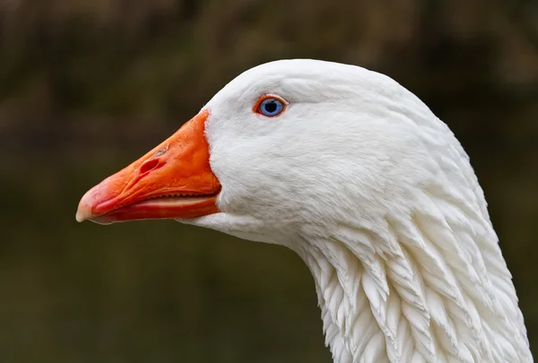 Portrait head of a goose. — Stock Photo, Image