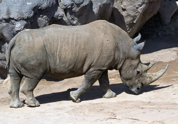 White Rhinoceros — Stock Photo, Image