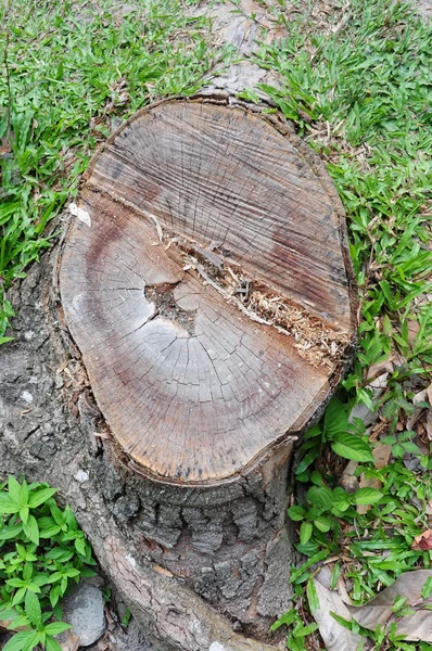 木の切り株 — ストック写真