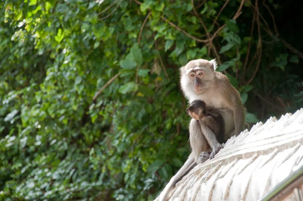 Monyet dengan anak — Stok Foto