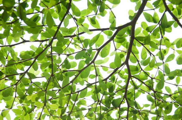 Blätter am Baum — Stockfoto