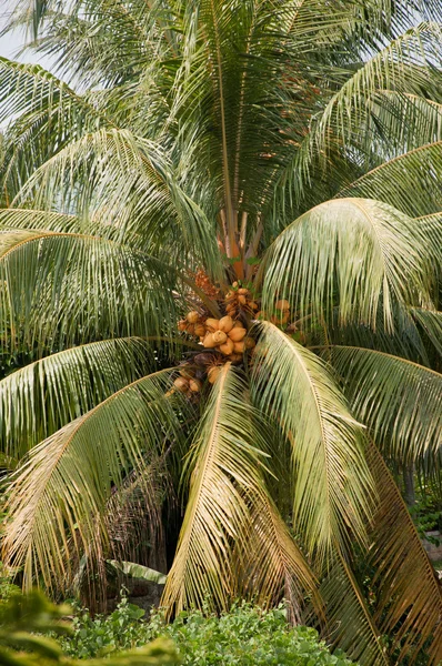Pohon kelapa. — Stok Foto