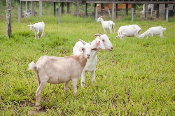Goat farm — Stock Photo, Image