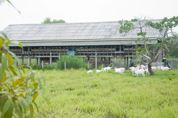 Козья ферма — стоковое фото