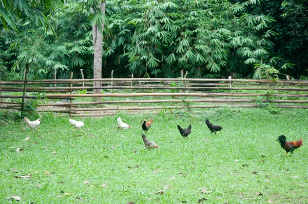 鸡在森林中 — 图库照片
