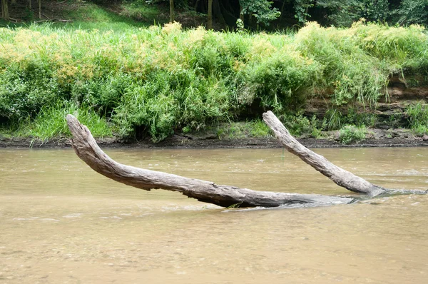 Les a řeka — Stock fotografie