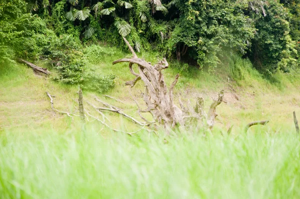 Stock image Old wood in forest