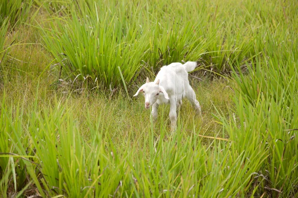 Dziecko koza — Zdjęcie stockowe