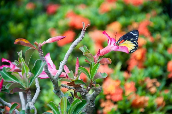 Flor con mariposa — Foto de Stock