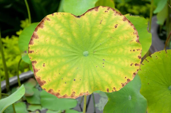 Lotus növény — Stock Fotó