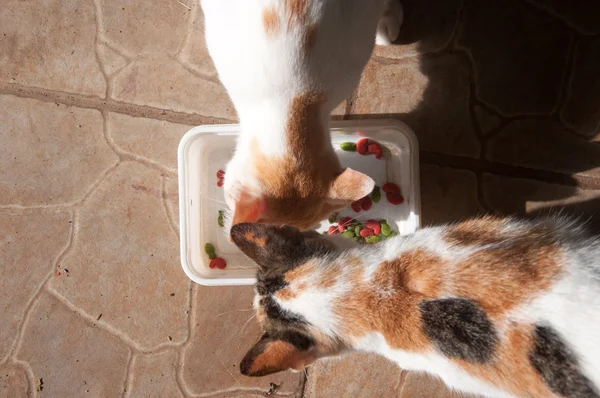 Katzen fressen Futter — Stockfoto
