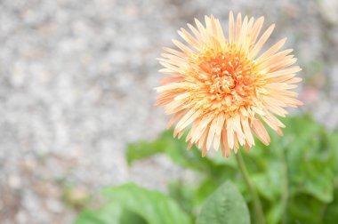 gerbera çiçek