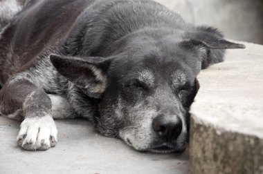 siyah köpek uyurken