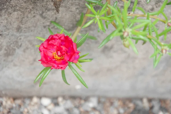 stock image Red flower