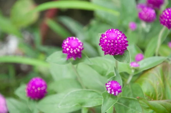 Violet flower — Stock Photo, Image